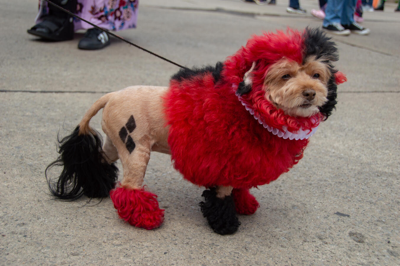 Harley Quinn doggo Ferndale Pride 2025