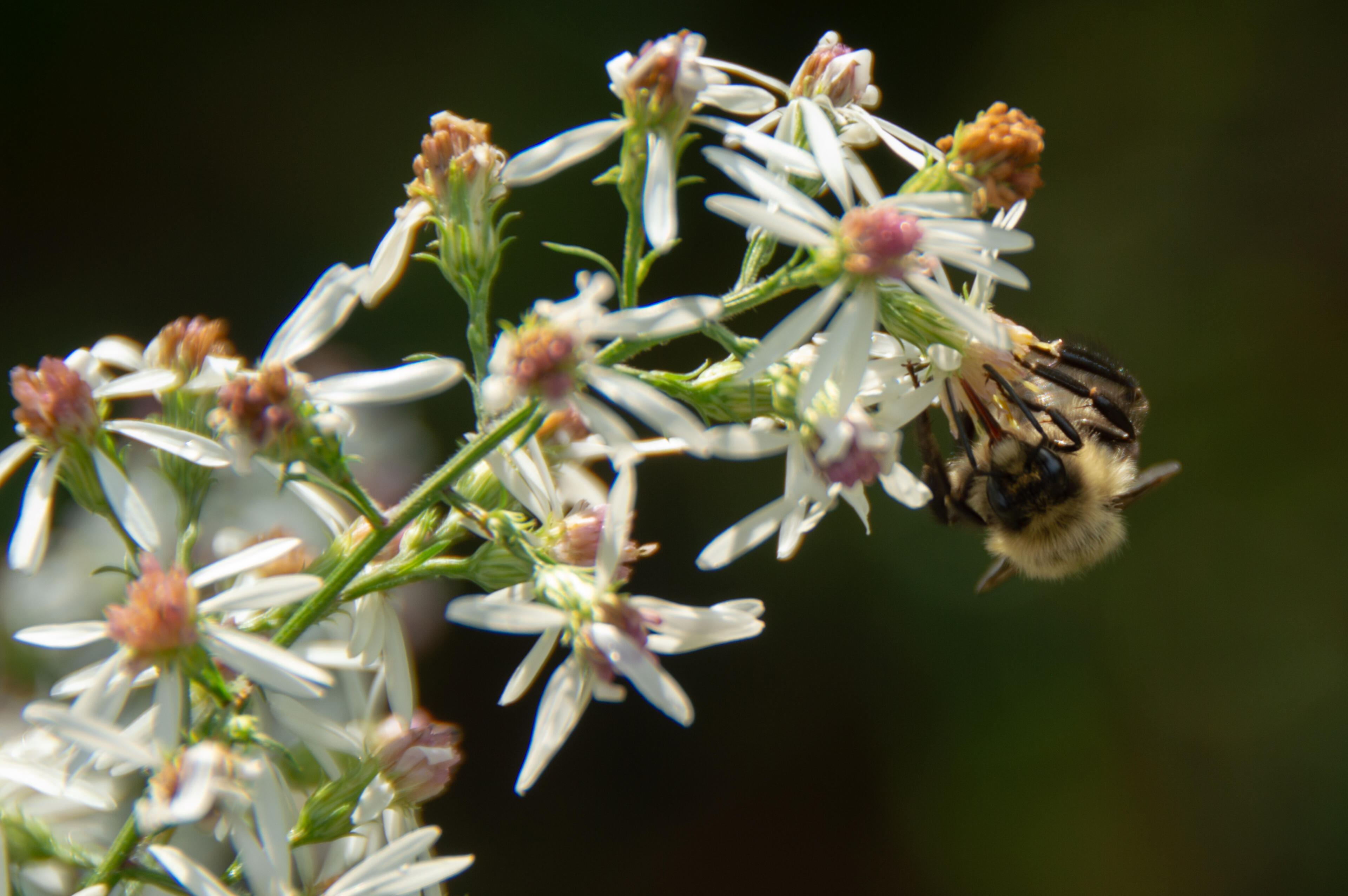 A hungry Bee A bee can be seen drinking out of a flower with a long protruding tongue.